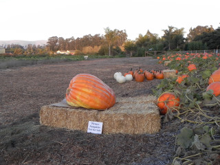 Nipomo Pumpkin Patch Field Picture